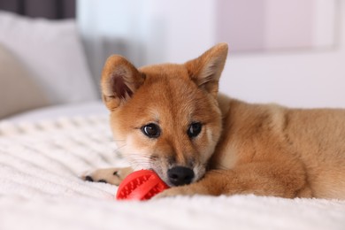 Photo of Cute Shiba Inu puppy playing with ball on bed at home