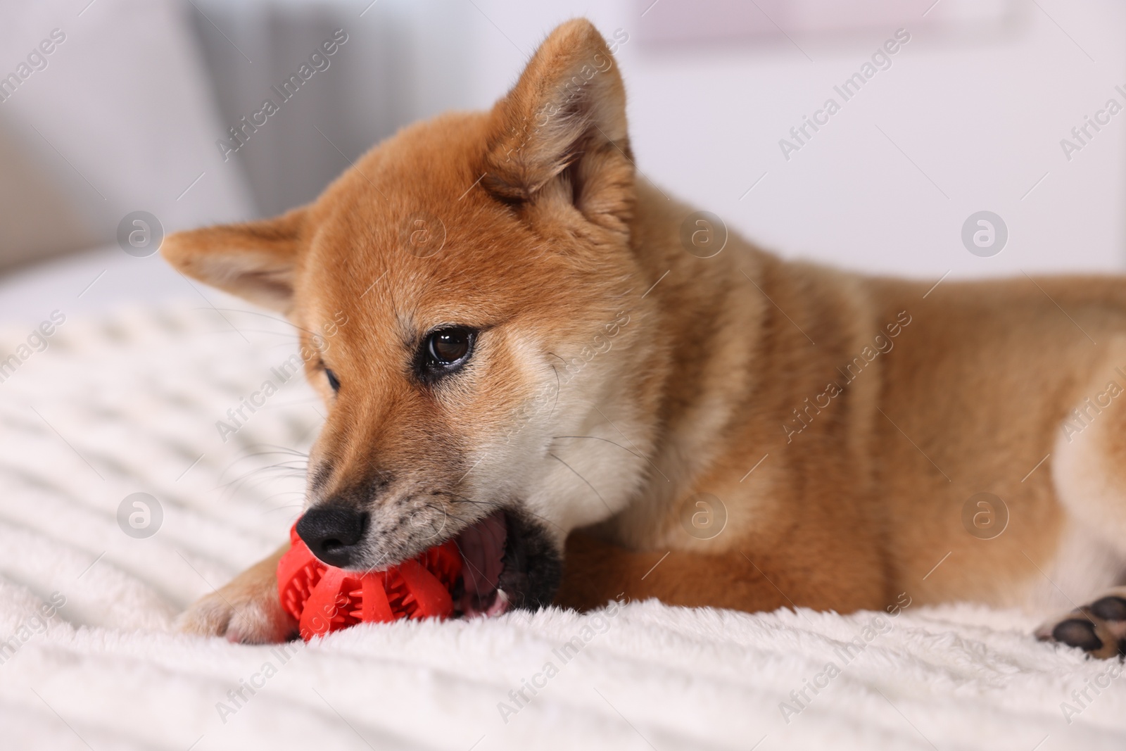 Photo of Cute Shiba Inu puppy playing with ball on bed at home
