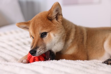 Photo of Cute Shiba Inu puppy playing with ball on bed at home