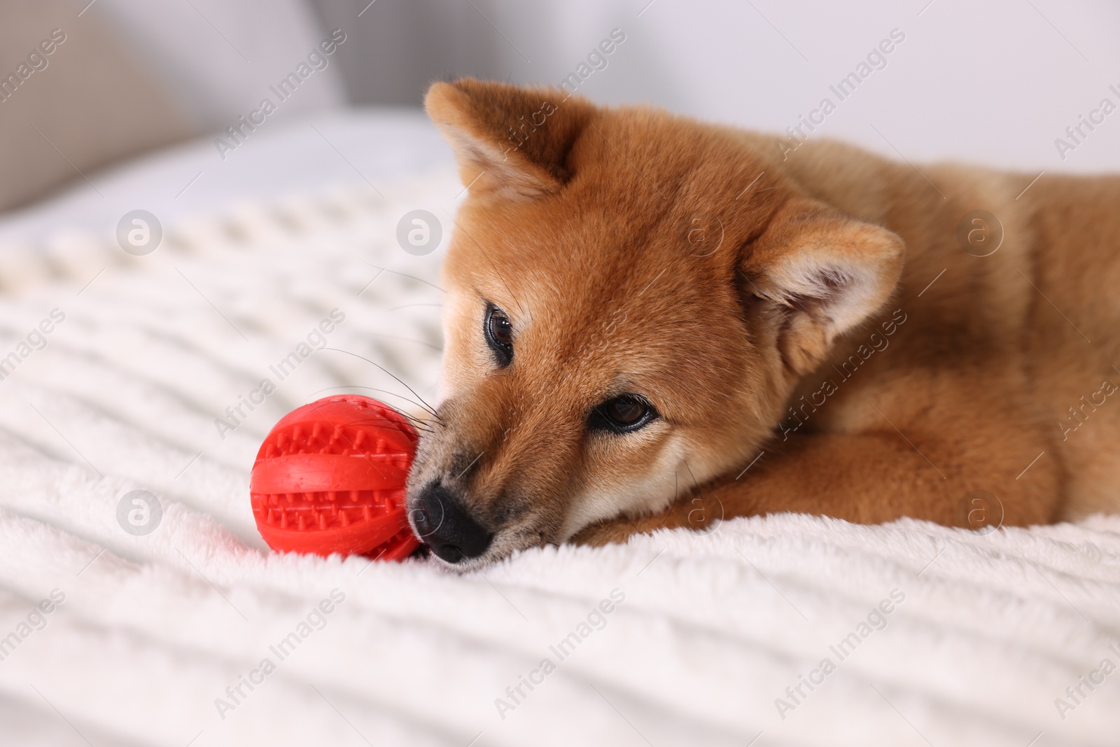 Photo of Cute Shiba Inu puppy playing with ball on bed at home