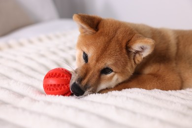 Photo of Cute Shiba Inu puppy playing with ball on bed at home