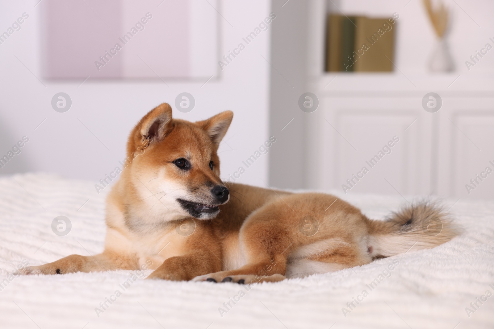 Photo of Cute Shiba Inu puppy lying on bed at home