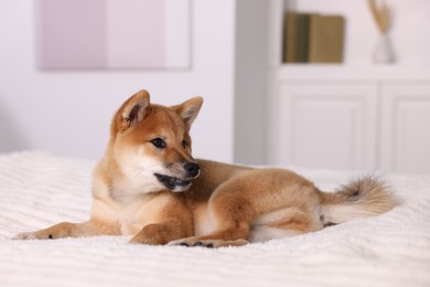 Photo of Cute Shiba Inu puppy lying on bed at home
