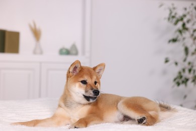 Photo of Cute Shiba Inu puppy lying on bed at home