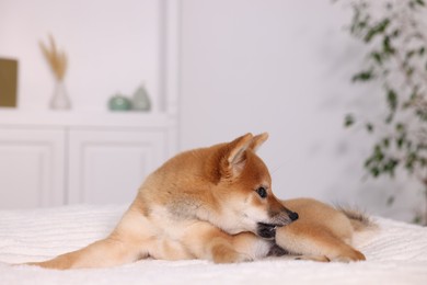 Photo of Cute Shiba Inu puppy lying on bed at home