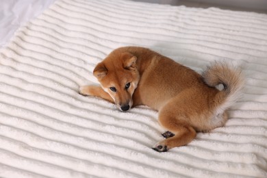 Photo of Cute Shiba Inu puppy lying on bed at home