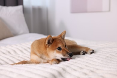 Photo of Cute Shiba Inu puppy lying on bed at home