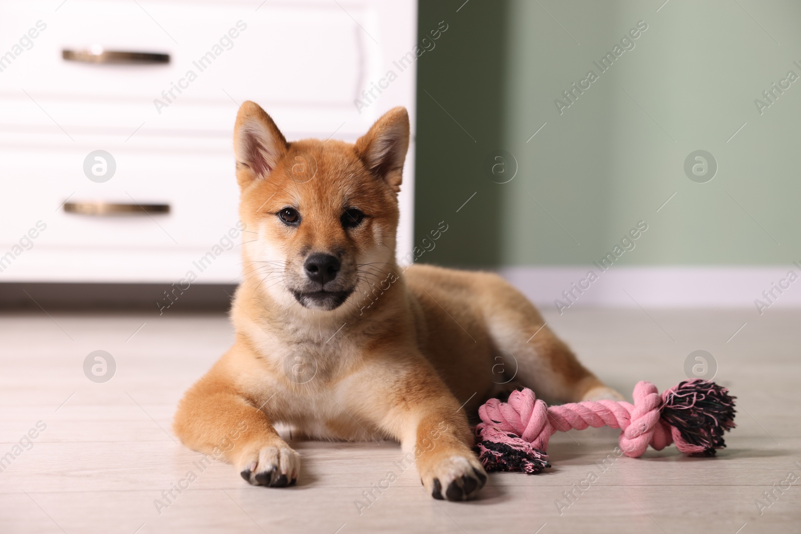 Photo of Cute Shiba Inu puppy with chew toy on floor at home