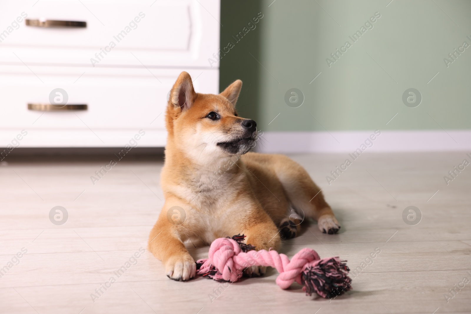 Photo of Cute Shiba Inu puppy with chew toy on floor at home