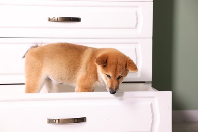 Photo of Cute Shiba Inu puppy in dresser shelf at home