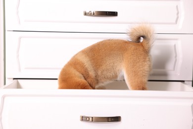 Photo of Cute Shiba Inu puppy in dresser shelf at home