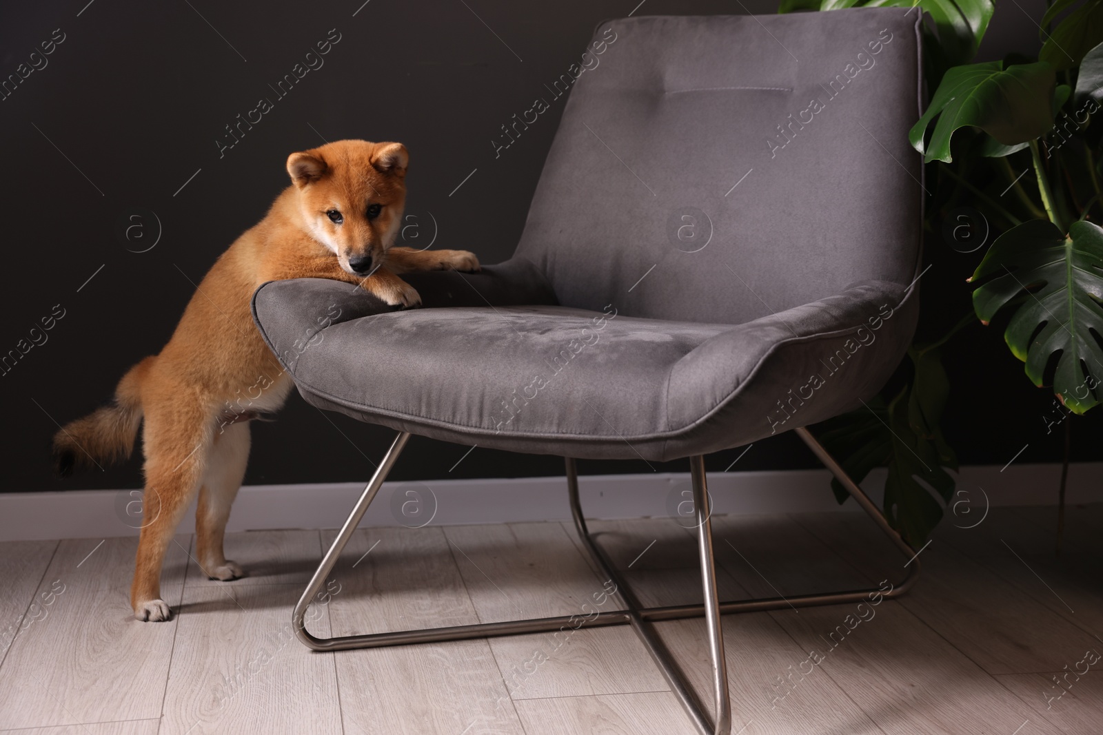 Photo of Cute Shiba Inu puppy near armchair at home