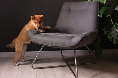 Photo of Cute Shiba Inu puppy near armchair at home