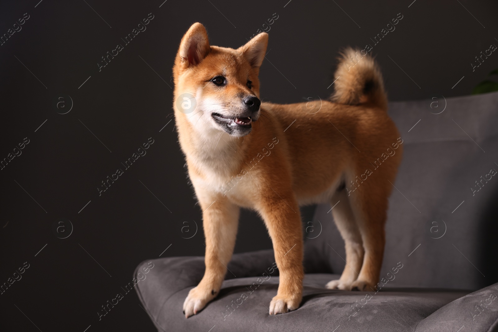 Photo of Cute Shiba Inu puppy on armchair at home