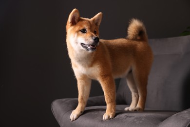 Photo of Cute Shiba Inu puppy on armchair at home