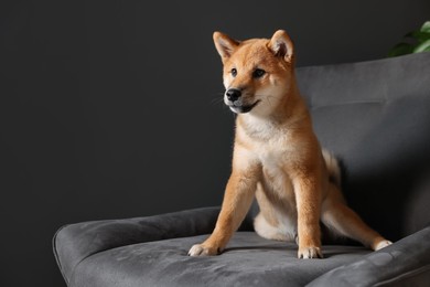 Photo of Cute Shiba Inu puppy on armchair at home, space for text