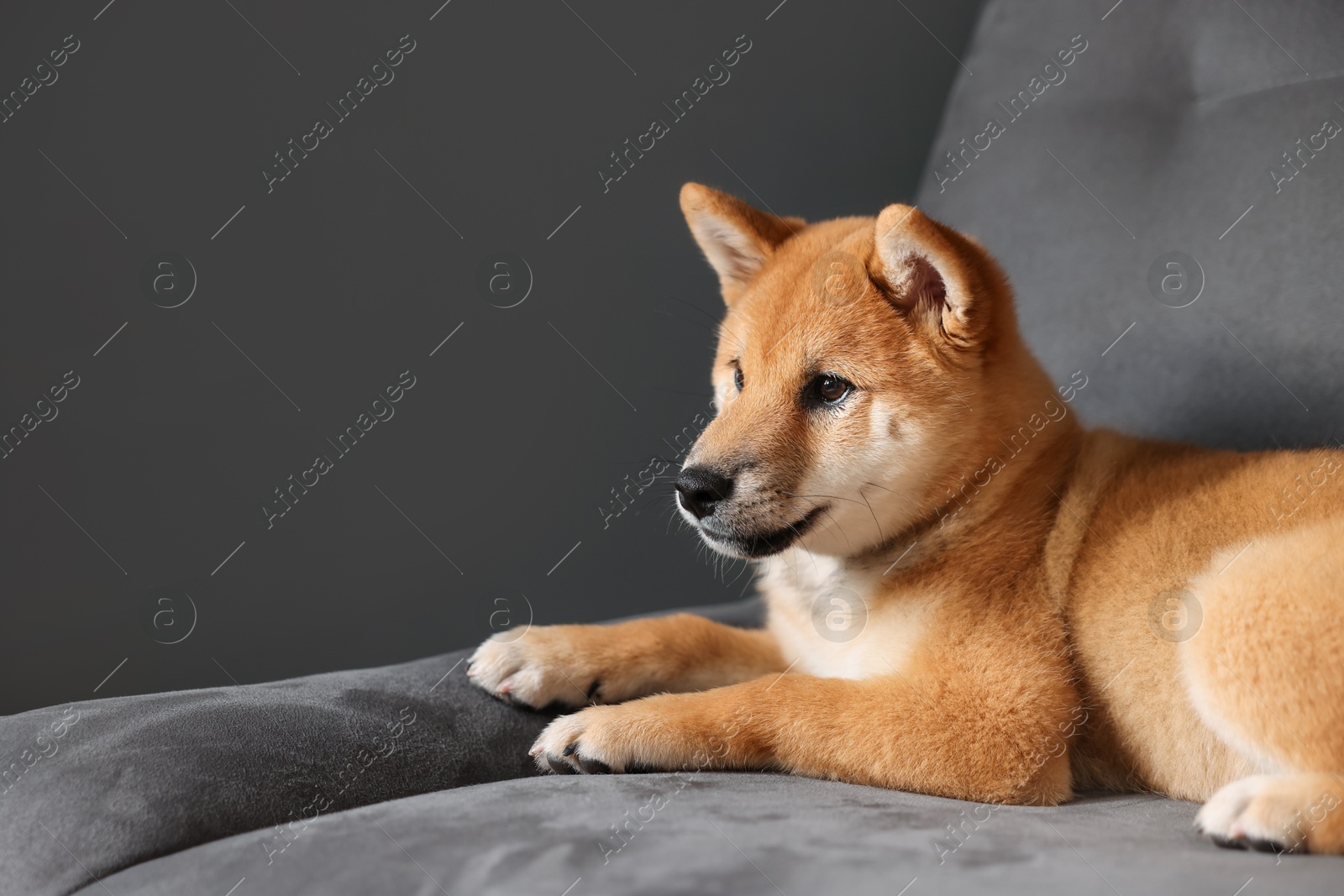 Photo of Cute Shiba Inu puppy on armchair at home, space for text