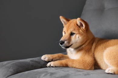 Photo of Cute Shiba Inu puppy on armchair at home, space for text