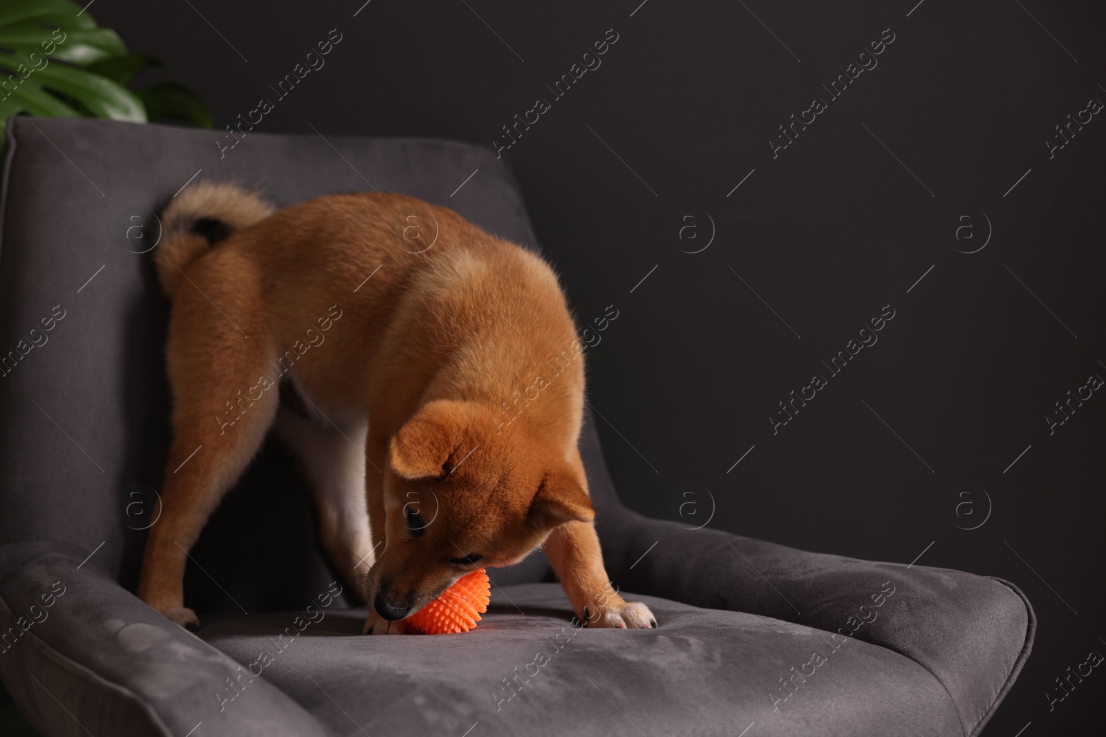 Photo of Cute Shiba Inu puppy on armchair at home, space for text