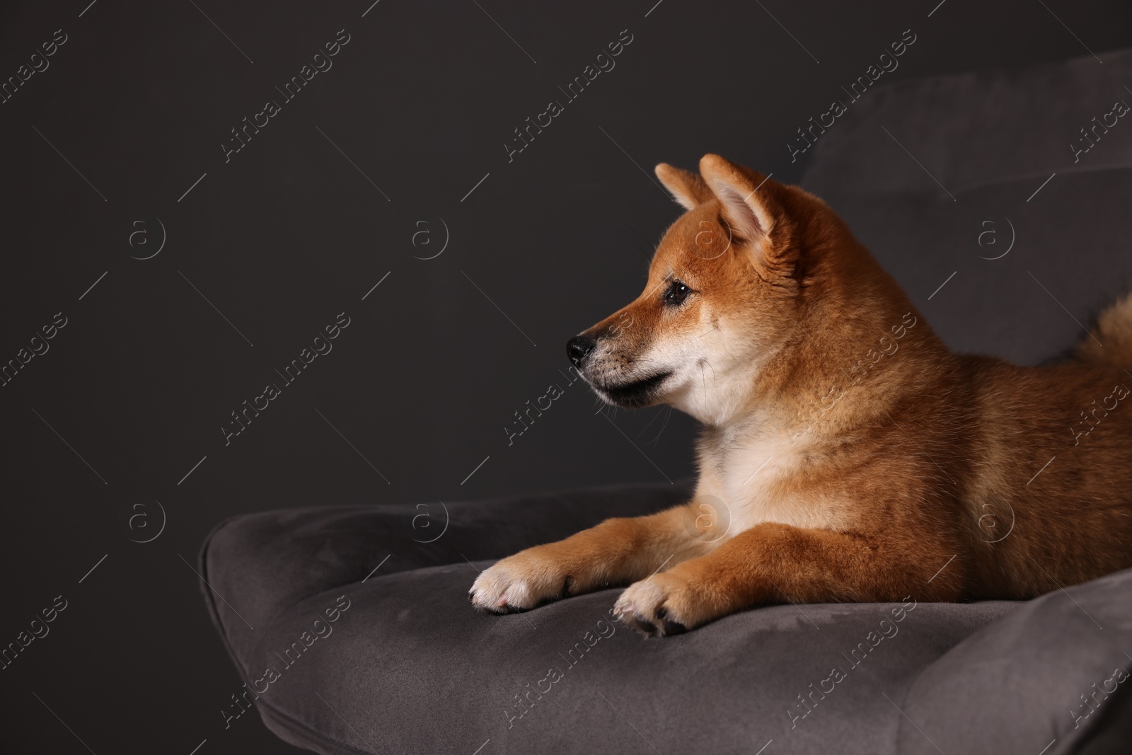 Photo of Cute Shiba Inu puppy on armchair at home, space for text