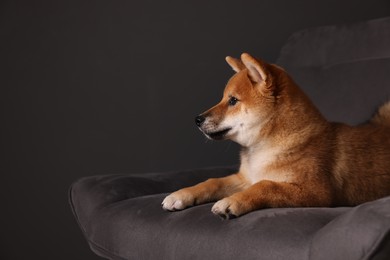 Photo of Cute Shiba Inu puppy on armchair at home, space for text