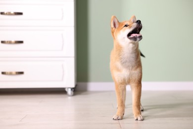 Photo of Cute Shiba Inu puppy on floor at home, space for text