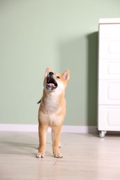 Photo of Cute Shiba Inu puppy on floor at home