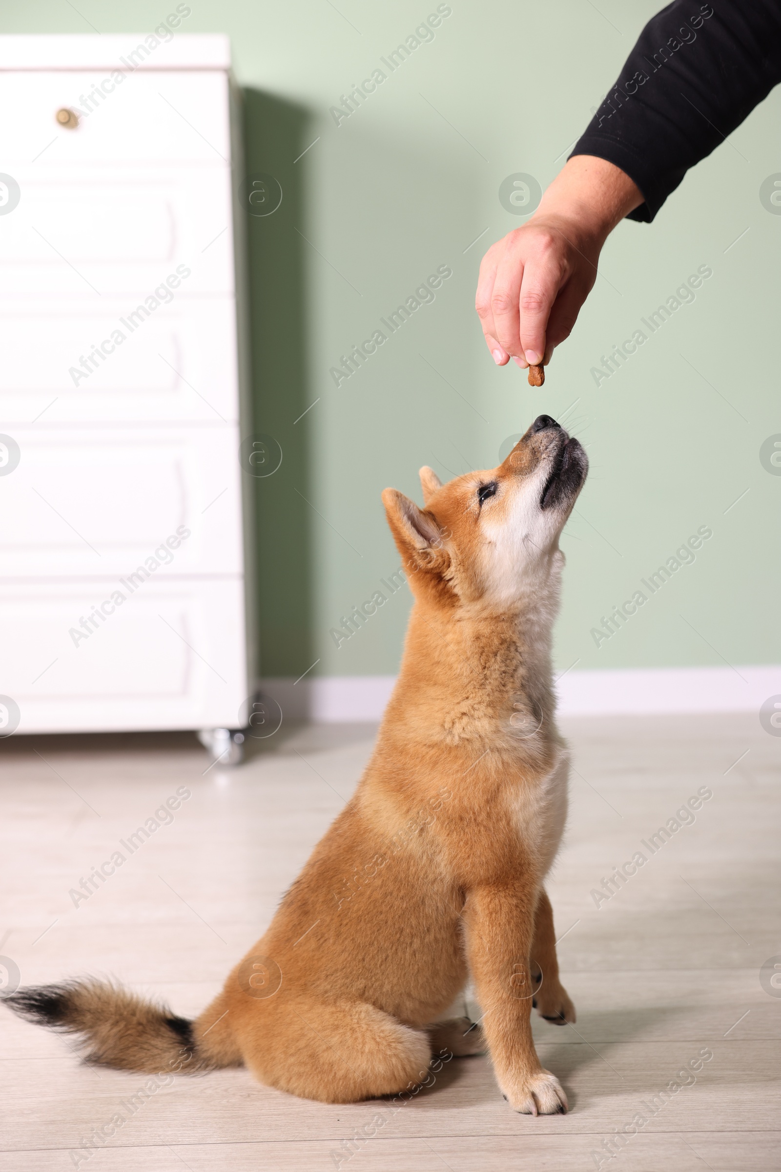 Photo of Owner giving dog treat to cute Shiba Inu puppy at home, closeup