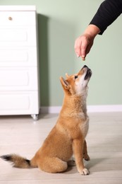 Photo of Owner giving dog treat to cute Shiba Inu puppy at home, closeup