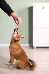 Photo of Owner giving dog treat to cute Shiba Inu puppy at home, closeup