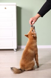 Photo of Owner giving dog treat to cute Shiba Inu puppy at home, closeup