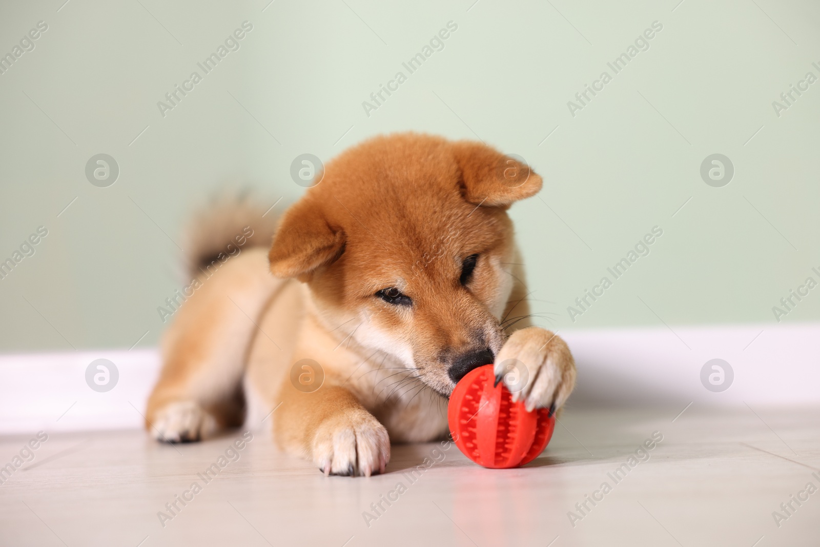 Photo of Cute Shiba Inu puppy playing with ball on floor at home