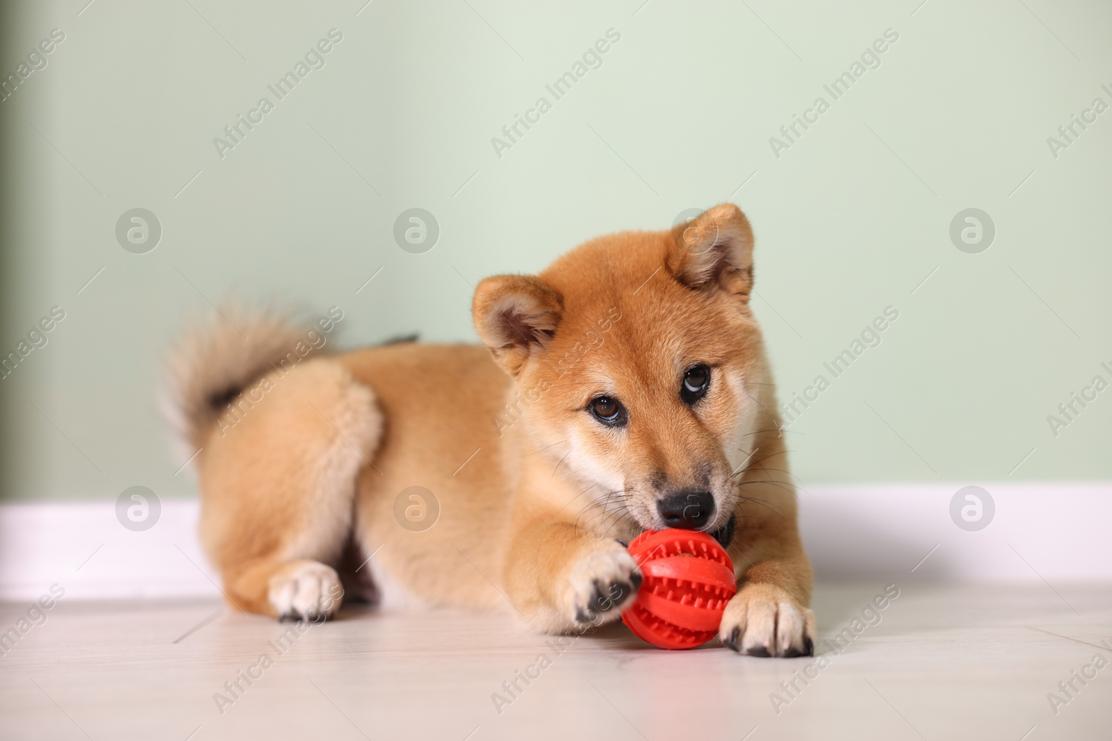 Photo of Cute Shiba Inu puppy playing with ball on floor at home