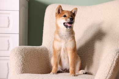 Photo of Cute Shiba Inu puppy on armchair at home