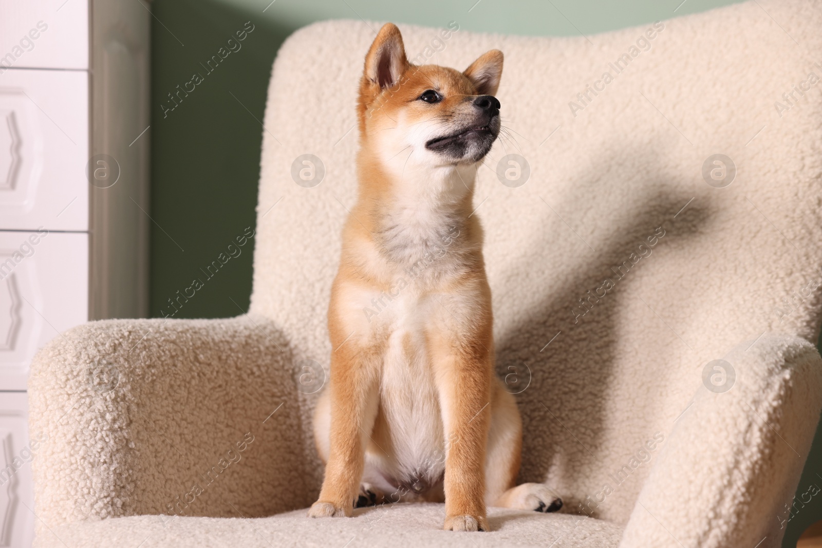 Photo of Cute Shiba Inu puppy on armchair at home