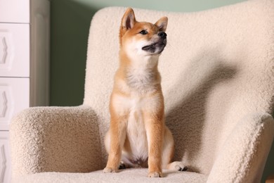 Photo of Cute Shiba Inu puppy on armchair at home