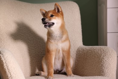 Photo of Cute Shiba Inu puppy on armchair at home