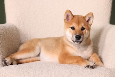 Photo of Cute Shiba Inu puppy on armchair at home