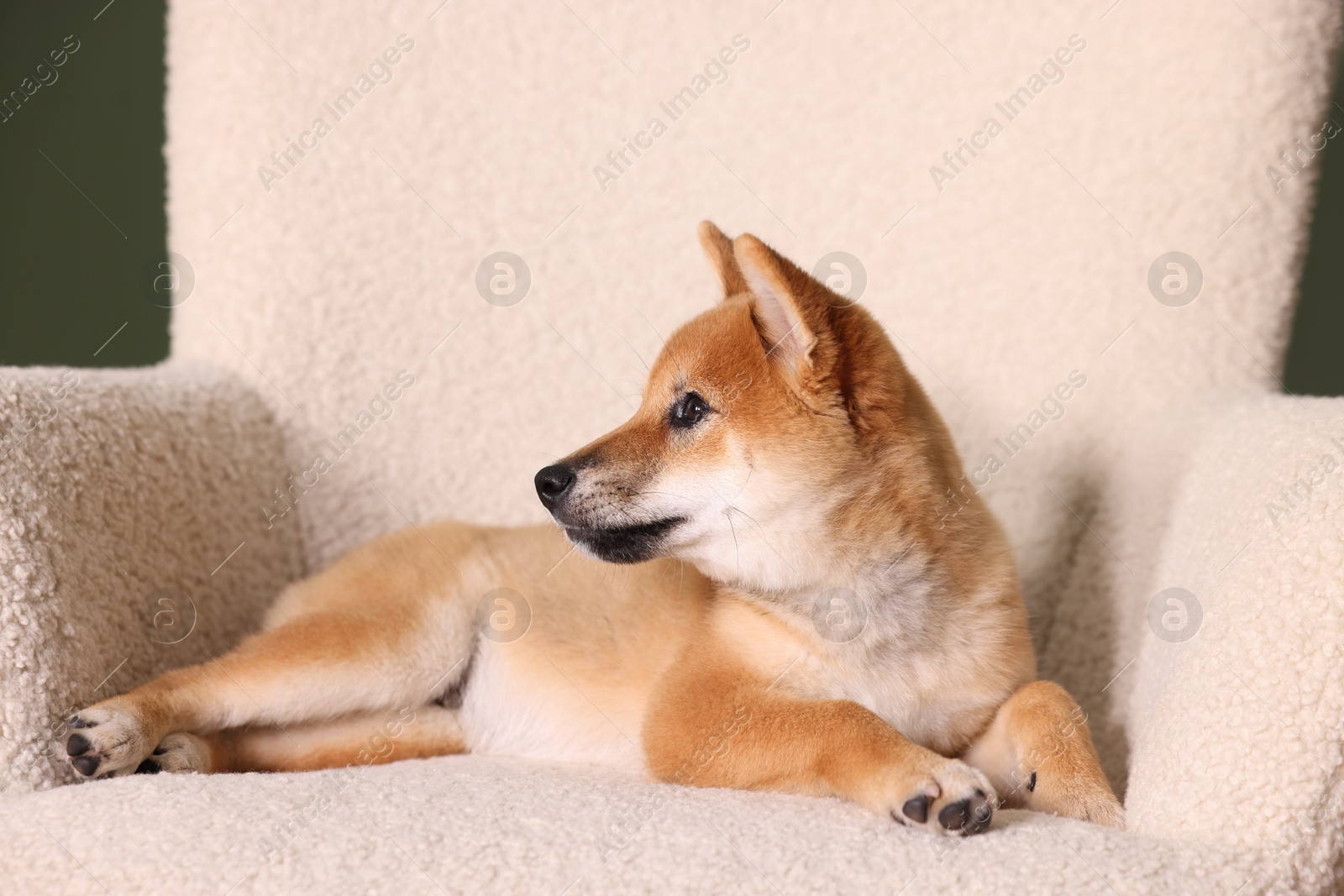 Photo of Cute Shiba Inu puppy on armchair at home