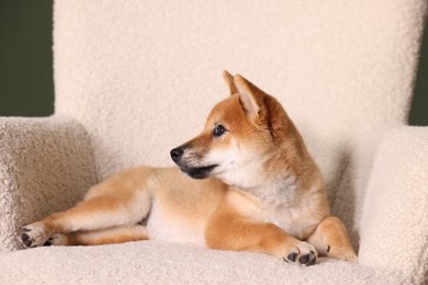 Photo of Cute Shiba Inu puppy on armchair at home