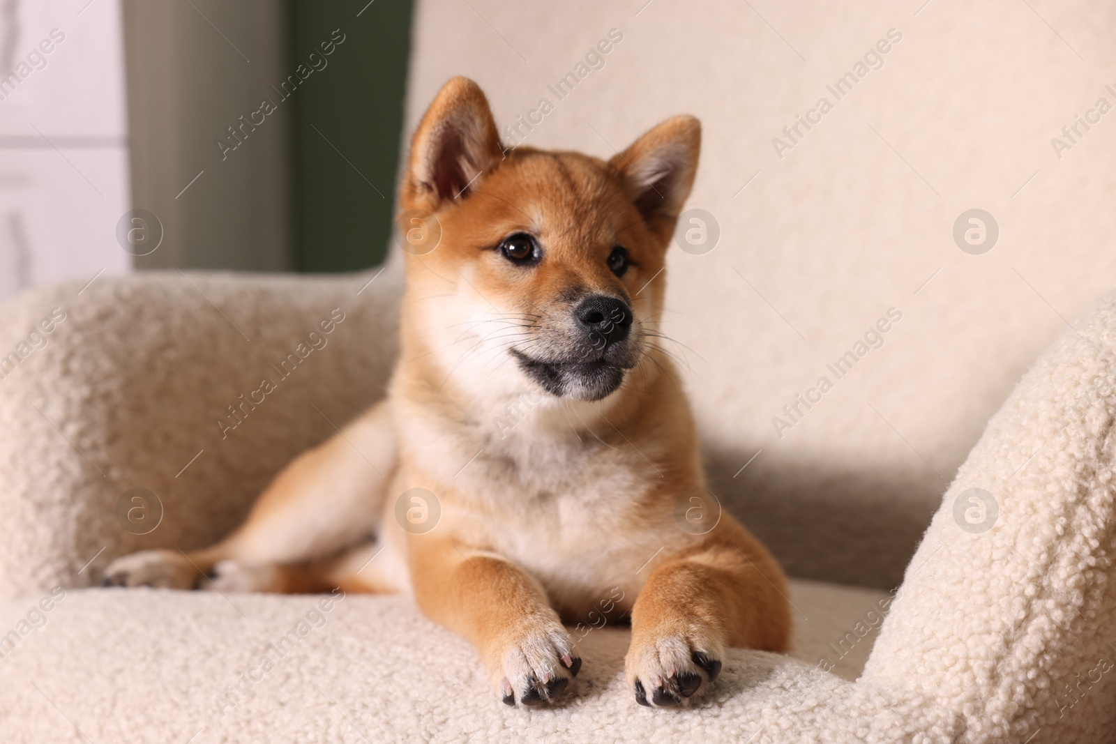 Photo of Cute Shiba Inu puppy on armchair at home