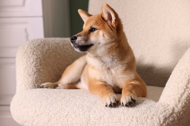 Photo of Cute Shiba Inu puppy on armchair at home