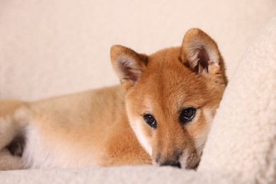 Photo of Cute Shiba Inu puppy on armchair at home