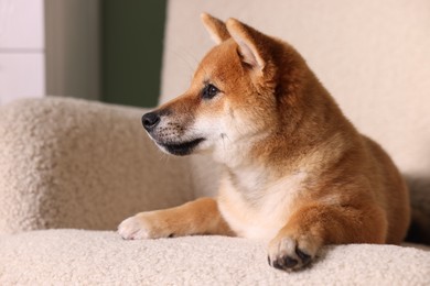 Photo of Cute Shiba Inu puppy on armchair at home