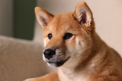 Photo of Cute Shiba Inu puppy on armchair at home