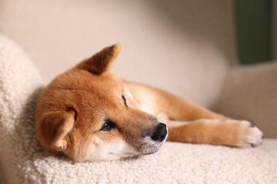 Photo of Cute Shiba Inu puppy on armchair at home