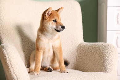Photo of Cute Shiba Inu puppy on armchair at home