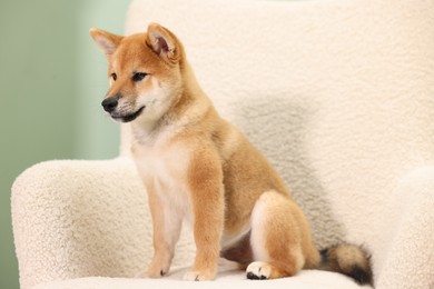 Photo of Cute Shiba Inu puppy on armchair at home
