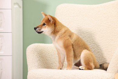 Photo of Cute Shiba Inu puppy on armchair at home