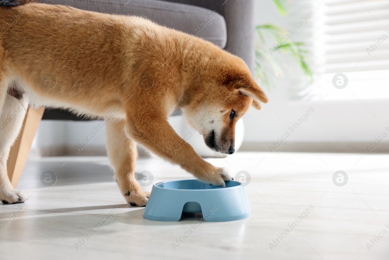 Cute Shiba Inu puppy eating dog food from feeding bowl on floor at home Photo of Cute Shiba Inu puppy eating dog food from feeding bowl on floor at home